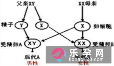 9种方法增加生男生女的几率