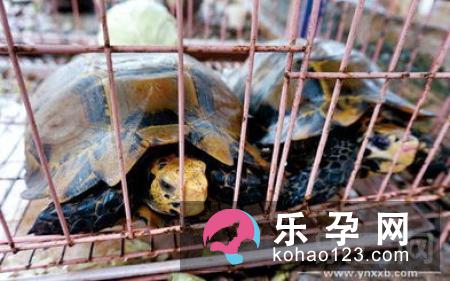 麋鹿最早是哪个国家的动物 雄雌麋鹿有什么区别