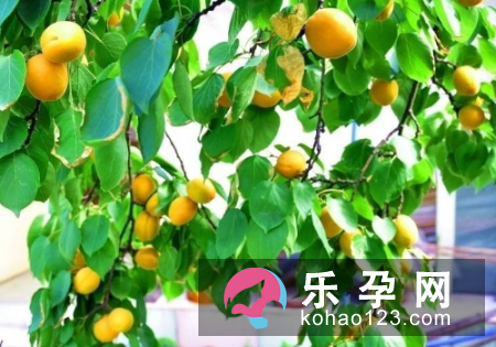梦见杏树是什么意思 孕妇梦见是生男生女