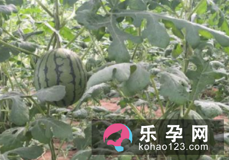 孕妇梦见瓜园是什么意思 是生男生女