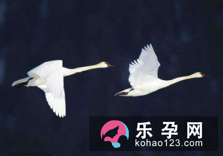 鸿鹄在神话传说是指什么 象征什么