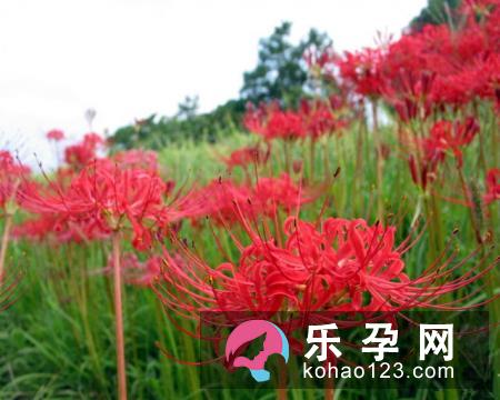 梦见杏树是什么意思 孕妇梦见是生男生女