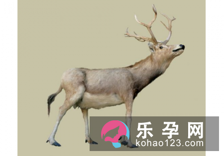 麋鹿最早是哪个国家的动物 雄雌麋鹿有什么区别