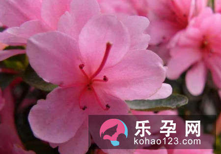 孕妇梦见杜鹃花开得正艳,吉祥之兆,暗示将会有远方的朋友来看望自己!