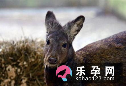 麋鹿有哪些种类 为什么会濒临灭绝