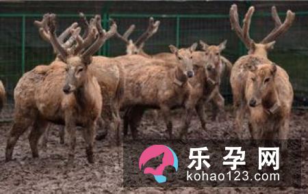 麋鹿为什么被称为四不像 性格比较温和吗