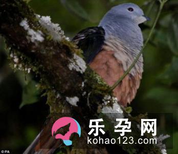 麋鹿有哪些种类 为什么会濒临灭绝