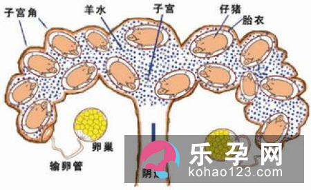 克服分娩疼痛的简单7要点