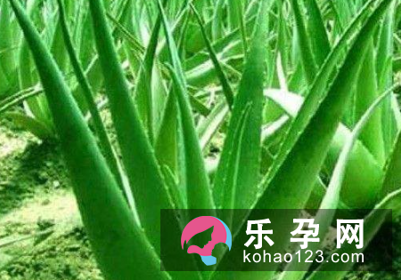 孕妇适合种什么花 房间内摆什么花合适