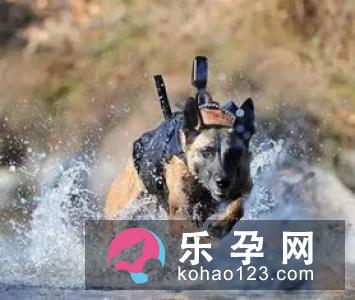 斤斤计较是褒义词还是贬义词 打一生肖