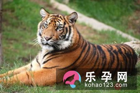 一个人骑在老虎身上打一成语 骑虎难下打一生肖