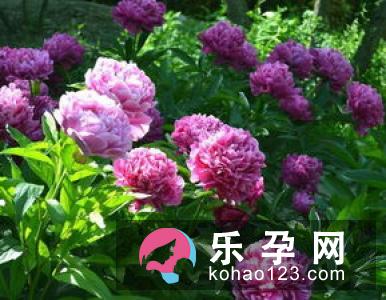 梦见杏树是什么意思 孕妇梦见是生男生女