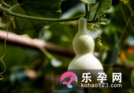 照葫芦画瓢什么意思 典故是什么