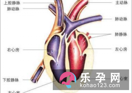 心脏杂音有什么危害?原因有哪些:病理性的声音会很轻,血流速度越快