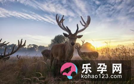 麋鹿最早是哪个国家的动物 雄雌麋鹿有什么区别