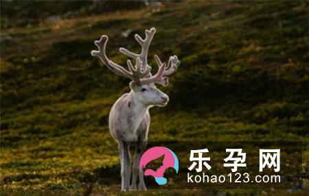 麋鹿有哪些种类 为什么会濒临灭绝