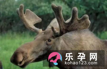 麋鹿身上有特殊气味雄鹿陶醉在槐花飘香,绿草如茵