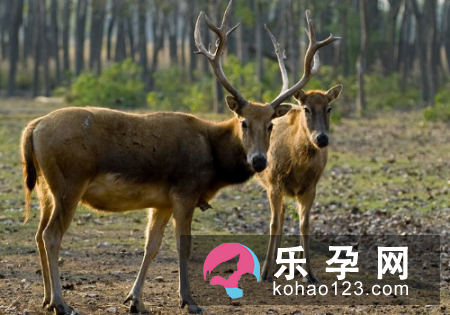 麋鹿有哪些种类 为什么会濒临灭绝