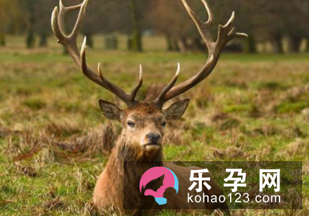 麋鹿为什么被称为四不像 性格比较温和吗