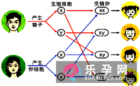 怀孕八个月胎动可知生男生女