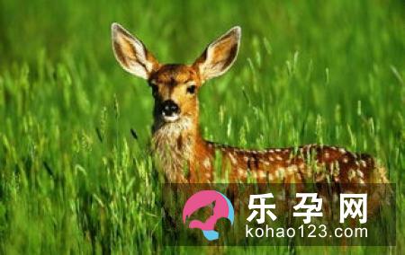 麋鹿为什么被称为四不像 性格比较温和吗