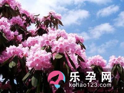 孕妇梦见杜鹃花开得正艳,吉祥之兆,暗示将会有远方的朋友来看望自己!