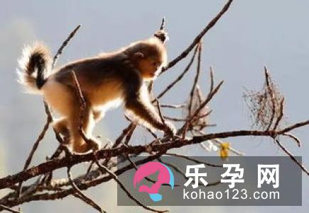 麋鹿最早是哪个国家的动物 雄雌麋鹿有什么区别