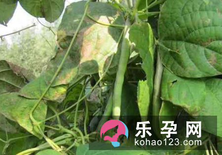 孕妇梦见摘豆角是什么意思