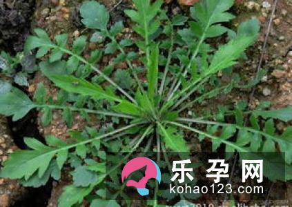宝宝感冒可以吃鱼腥草吗 怎么吃