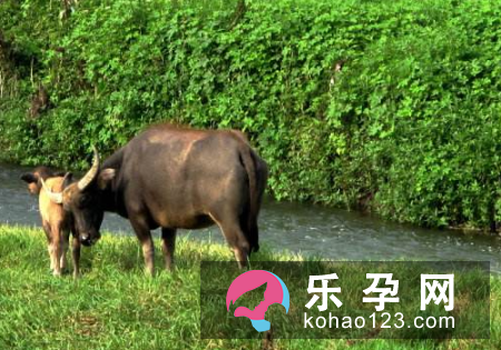 孕妇梦见牛吃草是什么意思 是生男生女