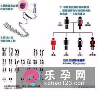 生男生女 父亲的基因可决定