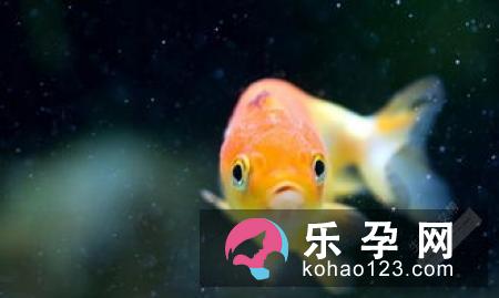 孕妇梦见蛇吃鱼是什么意思 是生男生女