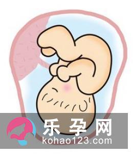 怀孕多久B超能看出孕囊 一个孕囊有可能是双胞胎吗