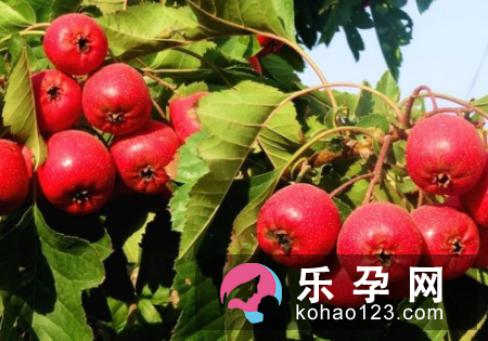 孕妇梦见山楂树是什么意思
