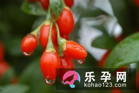 宝宝枸杞可以吃吗 一岁吃了有什么好处