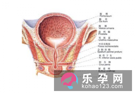 巴氏腺囊肿影响月经吗 如何预防