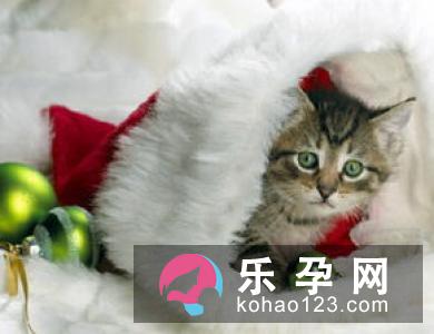 曝！养猫的女性更容易生儿子