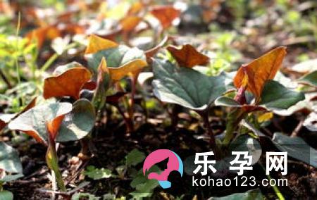 鱼腥草可以给宝宝洗澡吗 怎么洗