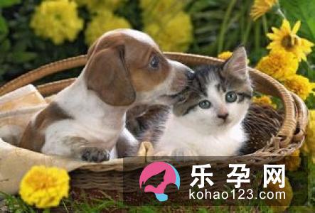 孕妇梦见逛街是什么意思 是胎梦吗