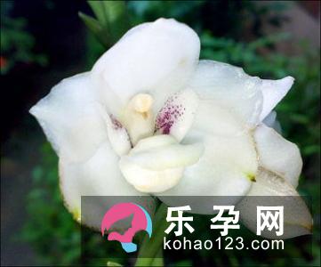 孕妇梦见兰花是什么意思