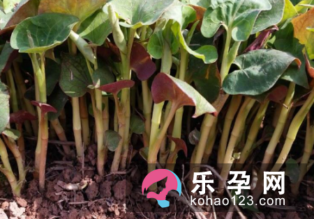 宝宝感冒可以吃鱼腥草吗 怎么吃
