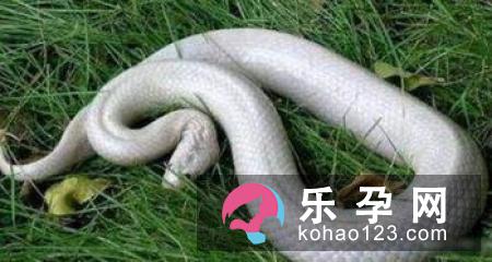 孕妇梦见白蛇是什么意思 是生男孩还是女孩