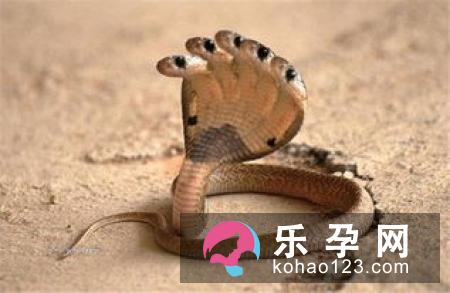 孕妇梦到虫子代表什么 是胎梦吗