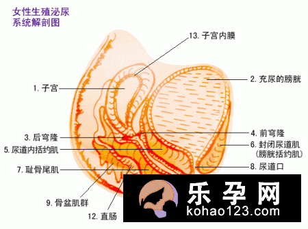 分娩误区：剖腹产热得“烫手”
