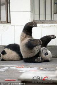 大熊猫的智商高吗相当于多少岁 为什么喜欢抱人大腿