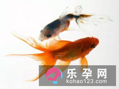 孕妇梦见凤凰是什么意思 是生男孩还是女孩