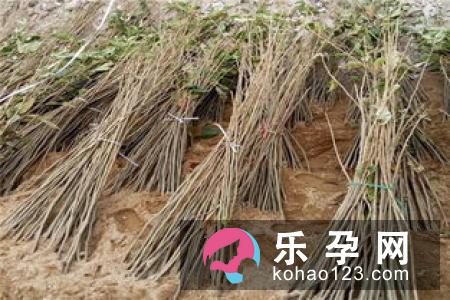 泰国蛇粉价格多少钱 保质期是多久