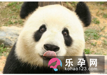 大熊猫为什么是黑白的 有天敌吗是什么
