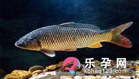 孕妇梦见红鲤鱼是什么意思 是胎梦吗