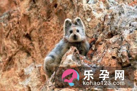 大熊猫为什么是黑白的 有天敌吗是什么